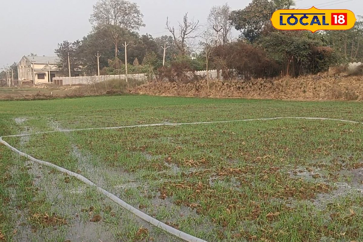 मौसम बदलने से गेहूं किसानों को झटका, इस बात का रखें ध्यान, नहीं तो हो जाएगा बड़ा नुकसान