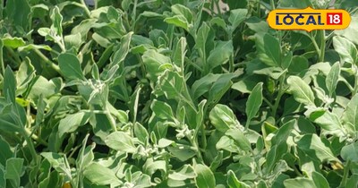 अश्वगंधा  