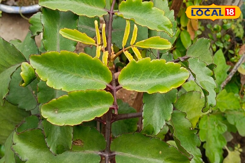 স্থানীয় 18 স্থানীয় 18