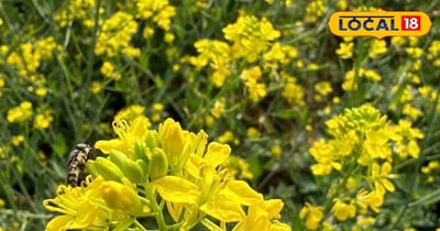 सरसों की खेती 