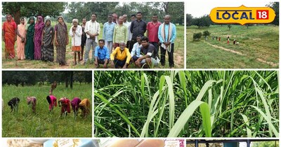 लेमनग्रास की खेती