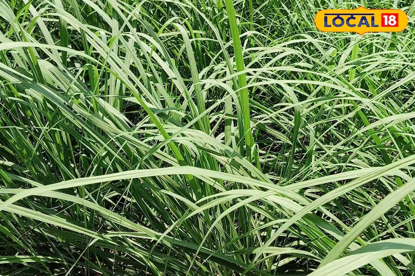 लेमनग्रास की खेती