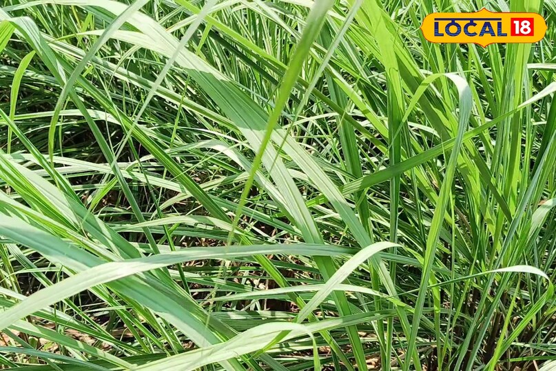 लेमनग्रास की खेती से स्थानीय स्तर पर रोजगार