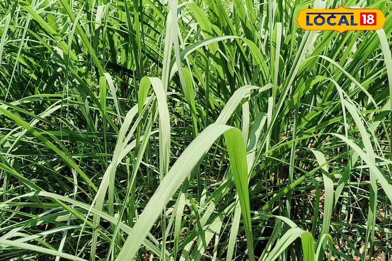लेमनग्रास की खेती
