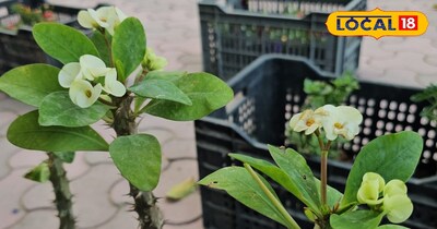 बाड़मेर के रेगिस्तान में पहली बार खिला 'यूफोर्बिया मिली'