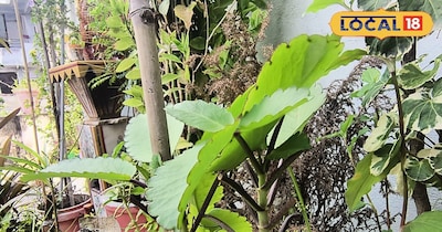 भीलवाड़ा