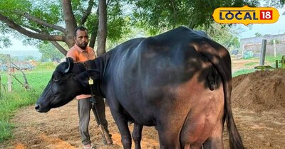 गाभिन पशुओं की ज्यादा देखभाल जरूरी है.