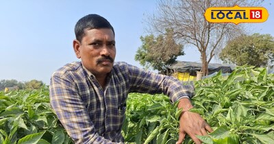 शिमला मिर्च की बाजारों में रहती है अधिक डिमांड