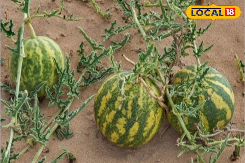 স্বাস্থ্য টিপস 