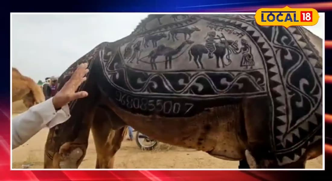 गजब इस ऊंट की पीठ का किसका चेहरा बना दिया गया है देखने वाले रह जा रहे दंग!