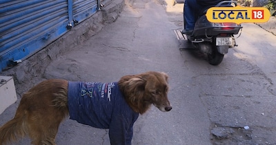 देहरादून में बेसहारा कुत्तों को मिलेगा प्यार 