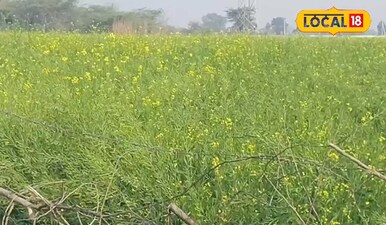 हल्का पाला पड़ने की संभावना हो, तो खेत में हल्की सिंचाई करें. 