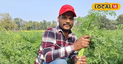 गाजर की बाजार में साल के 12 महीने रहती है डिमांड