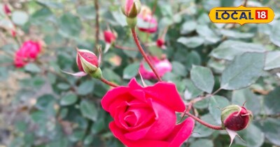 गुलाब का  पौधा 