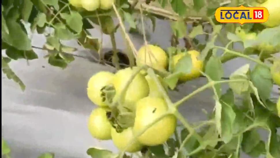 बीएयू ने तैयार की टमाटर की सीडलेस वैराइटी, एक फसल में मिलेगा डबल मुनाफा