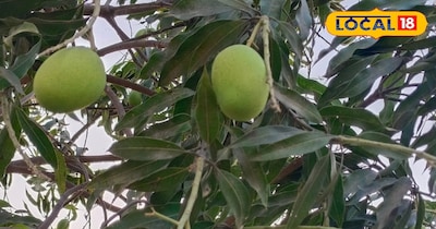 आम के पौधे पर लगे आम के फल