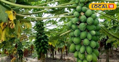 भोजपुर के किसानों को मिलेगा 60 प्रतिशत सब्सिडी के साथ पपीता विकास योजना का लाभ,