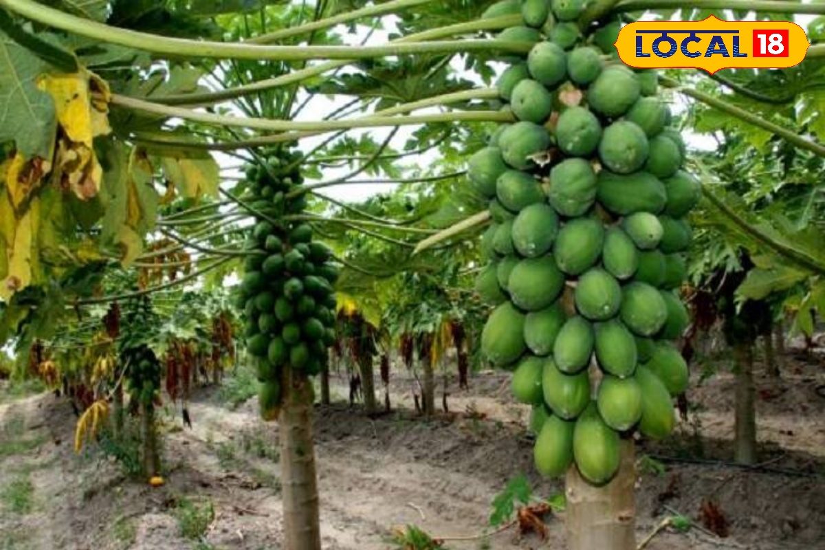 भोजपुर के किसानों को पपीता विकास योजना में मिलेगा 60% तक अनुदान, जानें आवेदन प्रक्रिया