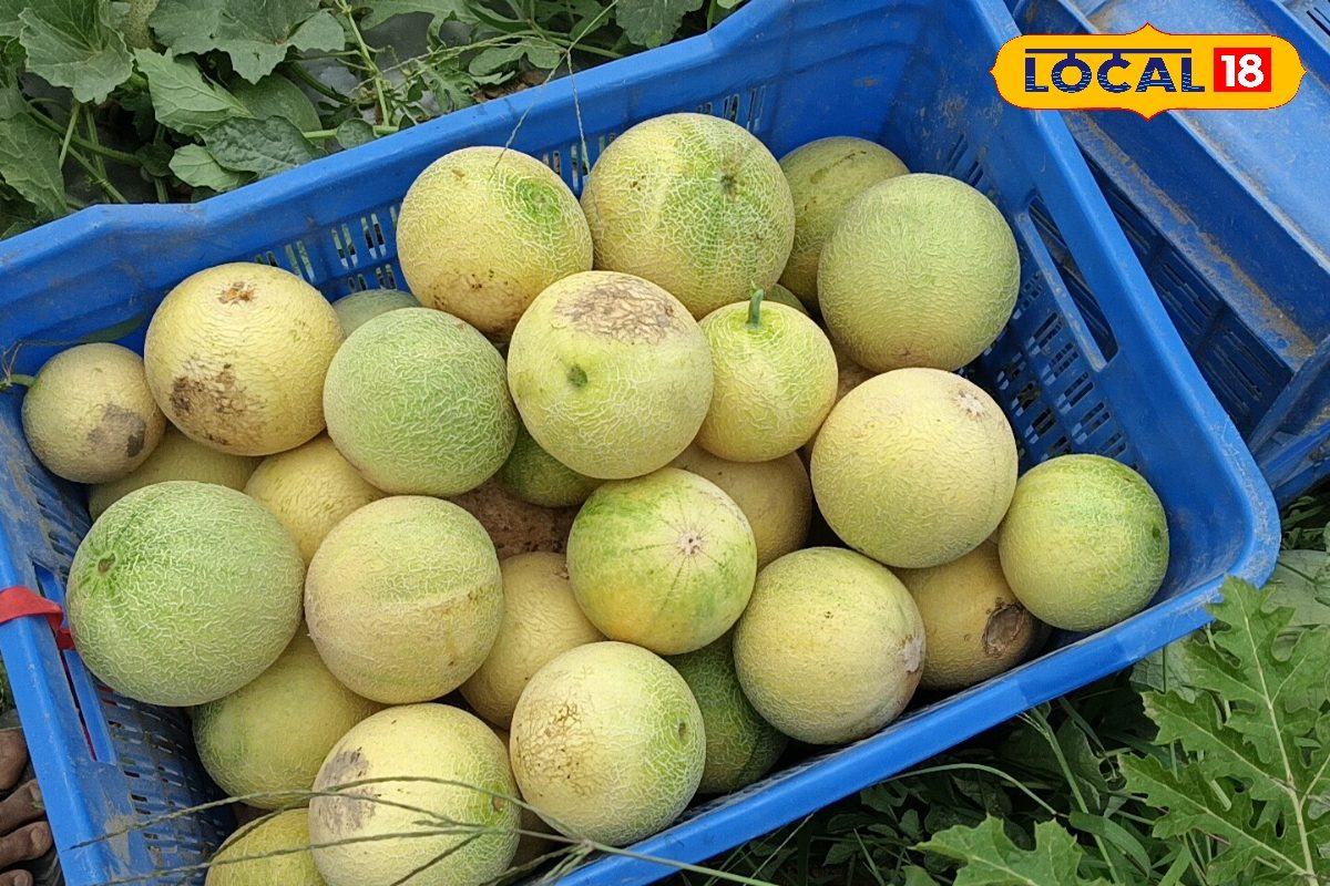 1 एकड़ में 400000 का मुनाफा! किसान इस वैरायटी के खरबूज की कर लें खेती, घर बैठे हो जाएंगे मालामाल