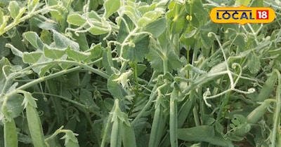 सही समय पर मटर की फसल का उपचार जरूरी है.