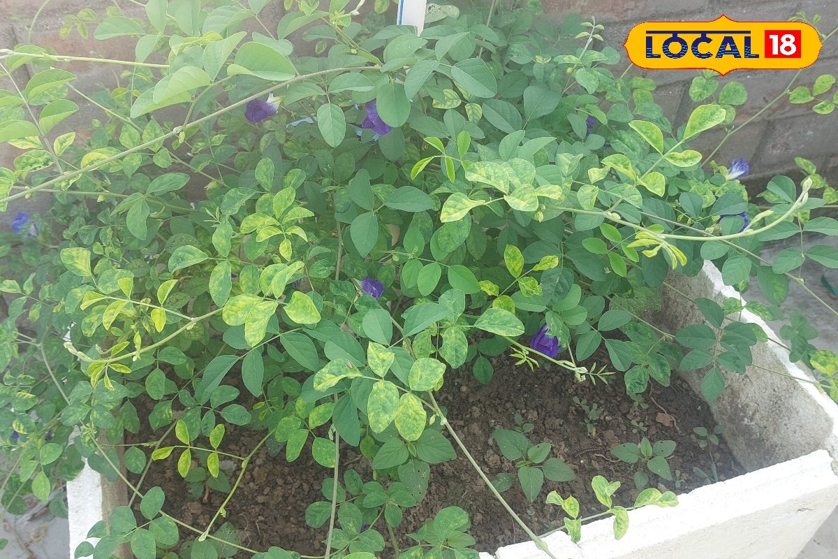 पेड़ में होगा इतना फलन.. देखकर चकरा जाएगा सिर! बस जड़ में डाल दें यह गाय को खिलाने वाली चीज, कोई खर्च भी नहीं