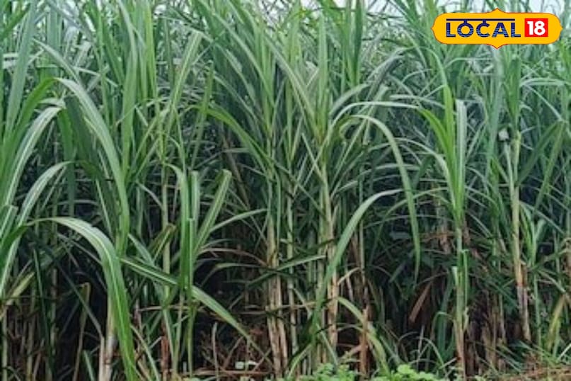 মোরাদাবাদের খবর, হিন্দি খবর, স্থানীয় খবর, আপ নিউজ, মোরাদাবাদের খবর, হিন্দি খবর, স্থানীয় খবর, ইউপি খবর।