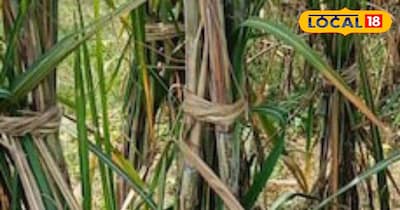 बासी मुंह गन्ने का सेवन करना सेहत के लिए होता है फायदेमंद।