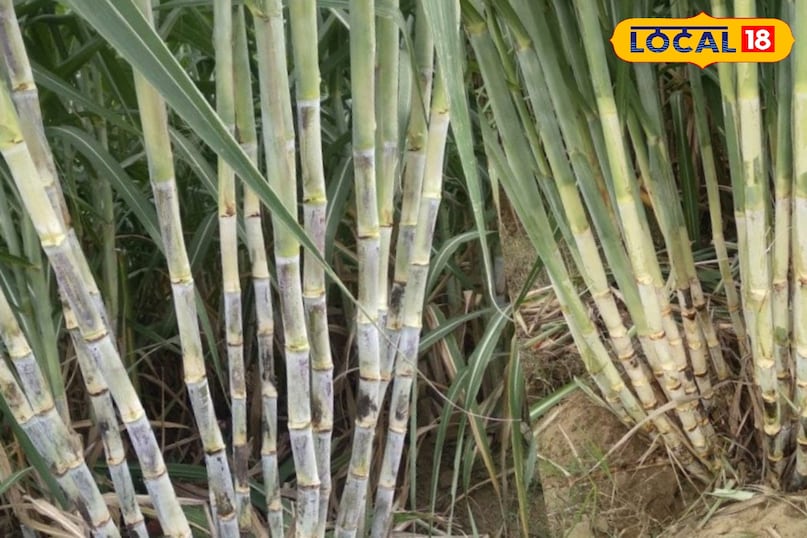 মোরাদাবাদের খবর, হিন্দি খবর, স্থানীয় খবর, আপ নিউজ, মোরাদাবাদের খবর, হিন্দি খবর, স্থানীয় খবর, ইউপি খবর।