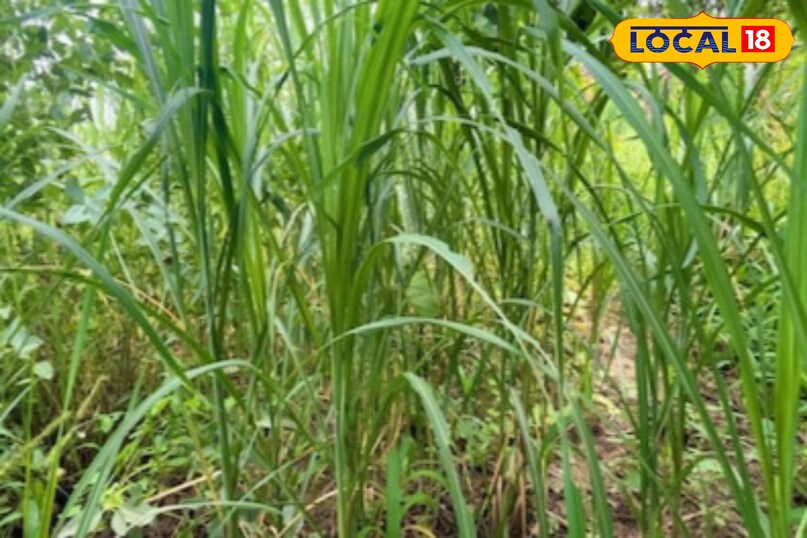 মোরাদাবাদের খবর, হিন্দি খবর, স্থানীয় খবর, আপ নিউজ, মোরাদাবাদের খবর, হিন্দি খবর, স্থানীয় খবর, ইউপি খবর।