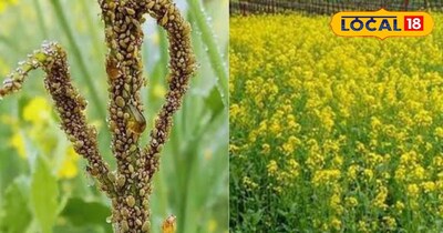 इस देसी जुगाड़ से आप सरसों को माहू (चेपा) कीट से कर सकते हैं सुरक्षित