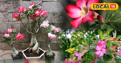 एडिनियन 