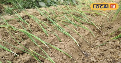 प्याज की बेरन 