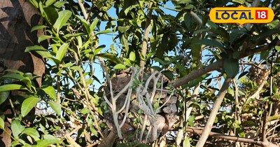रात रानी पौधा
