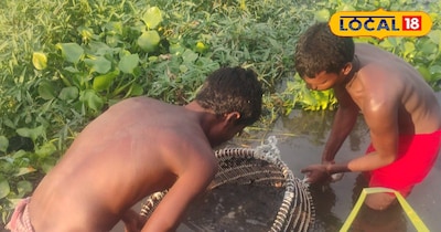 मखाना खेती