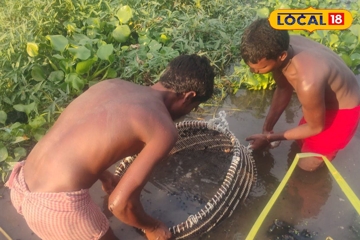 Makhana: कभी सोचा है सुपरफूड कहलाने वाला मखाना, कैसे पहुंचता है प्लेट तक? किसानों की मेहनत जान फट जाएंगी आंखें!