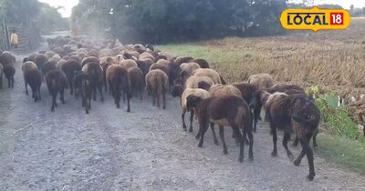 अररिया जिले के ये बाबा भेड़ पालन से सालभर में करते हैं 7 लाख रुपए की कमाई <br>दि