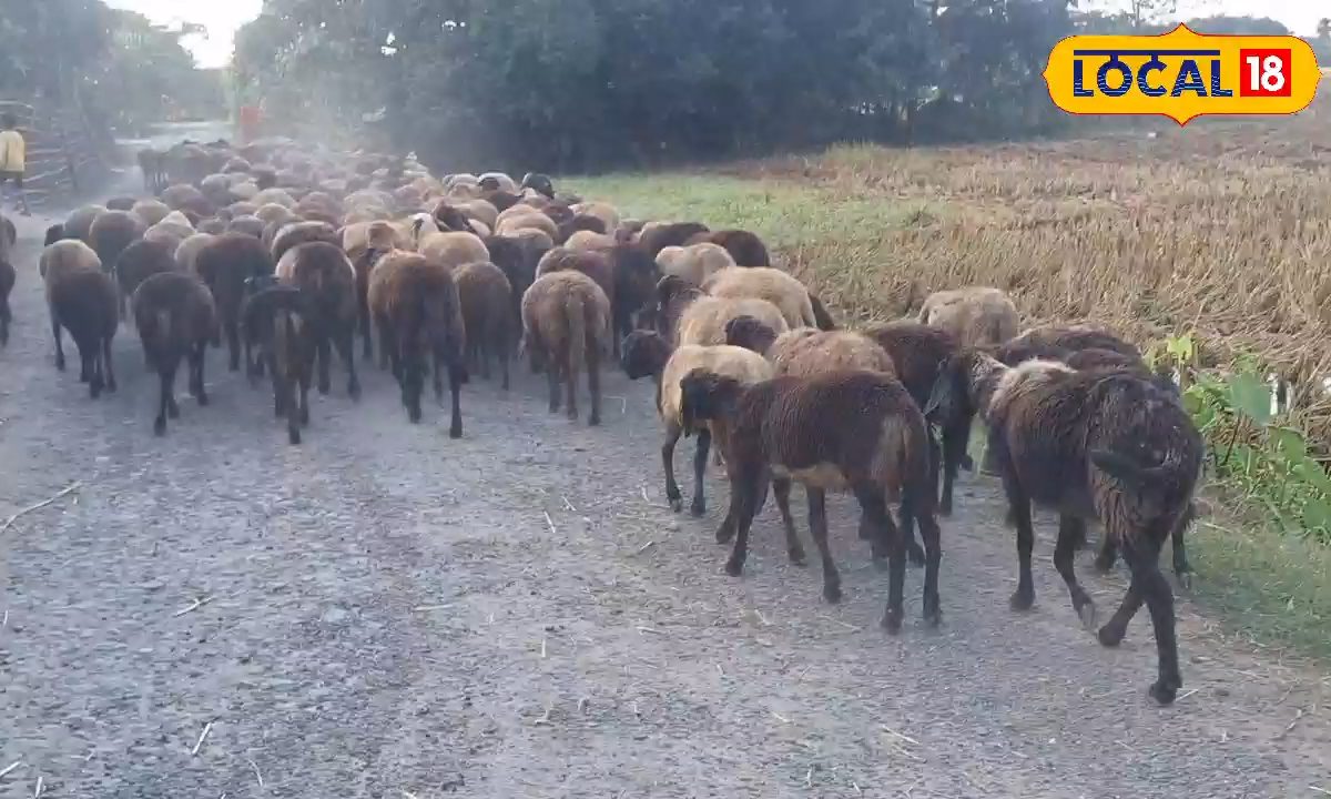 अररिया के ये बाबा की अनोखी कमाई, 350 भेड़ों से सालभर में कमा रहे लाखों रुपये, पशुपालन बना चलता-फिरता ATM