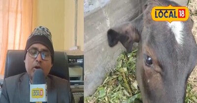 जानकारी देते पशु वैज्ञानिक डॉ विपिन 