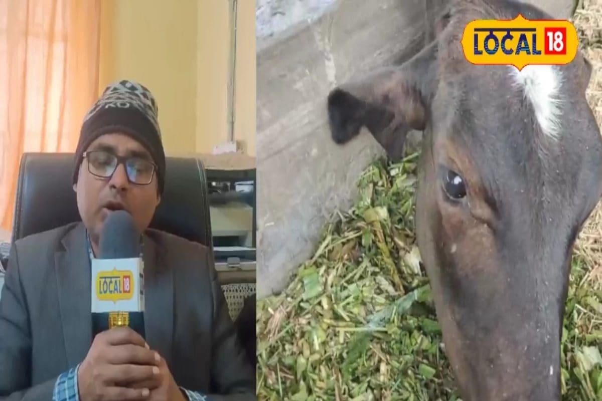 Animal Husbandry: पशुओं को ज्यादा दाना खिलाना पड़ा भारी, इस गैस से जा सकती है जान, जानिए आसान घरेलू इलाज