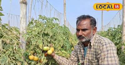 बाजार में इन किस्म की रहती है काफी डिमांड