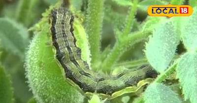 चने की फसल 