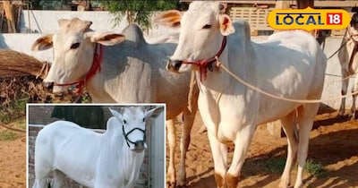 नागौरी बैल 