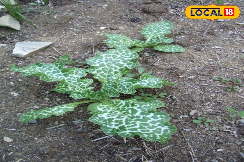 দুধ থিসল উদ্ভিদ 