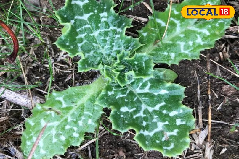 দুধ থিসল উদ্ভিদ 