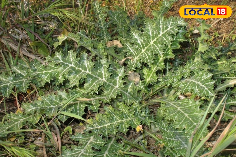 দুধ থিসল উদ্ভিদ 