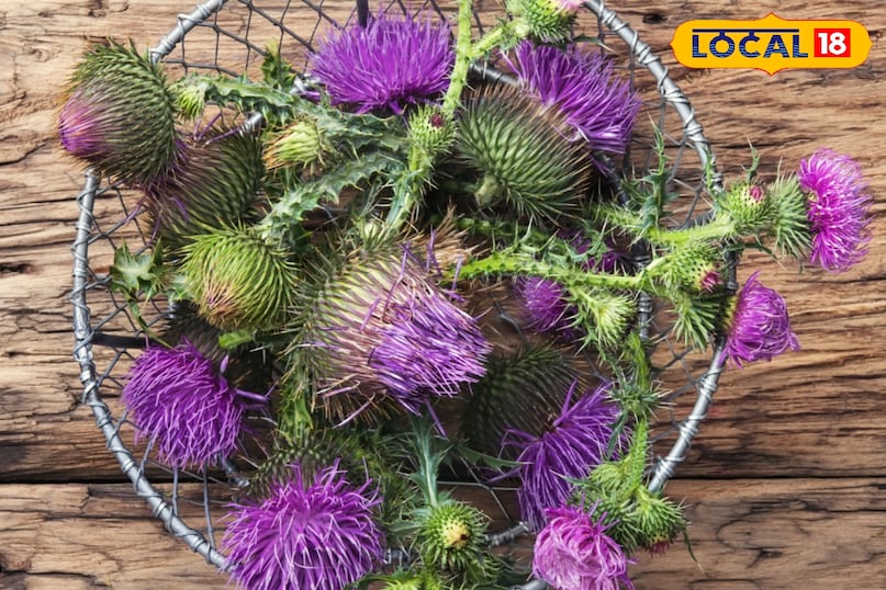 দুধ থিসল উদ্ভিদ 