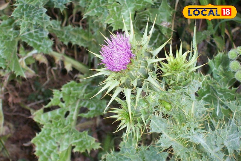 দুধ থিসল উদ্ভিদ 