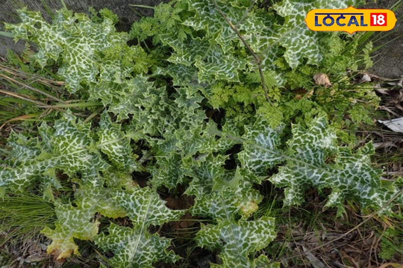 দুধ থিসল উদ্ভিদ 