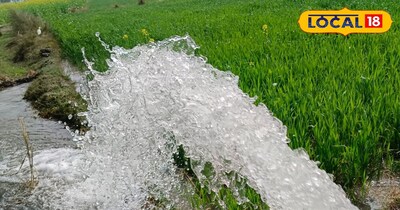 गेहूं की सिंचाई