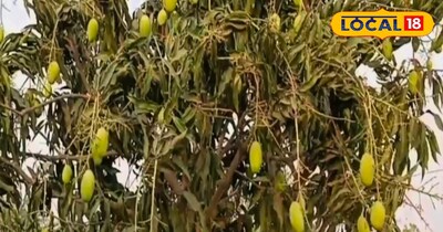 आम की बागवानी 